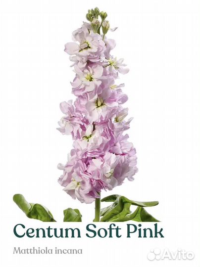 Рассада маттиолы серии Centum