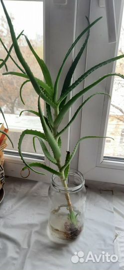 Цветок Алоэ лечебный