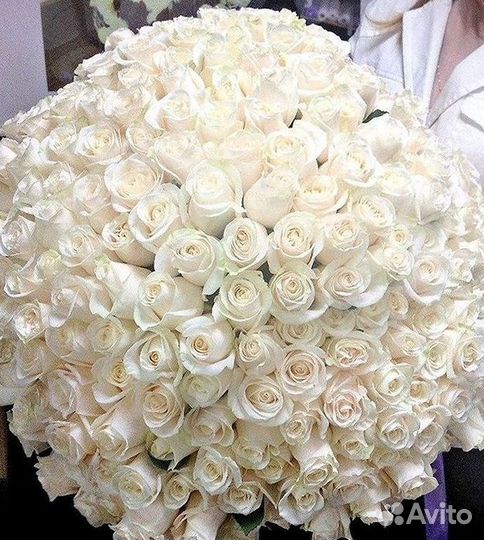 Розы гиганты 140 150 160 170 180 200