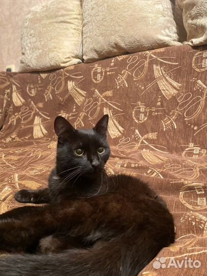 Прекрасный Пегас