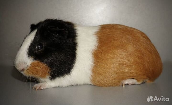 Морская свинка мальчик