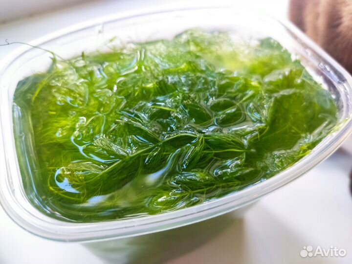 Роголистник в аквариум