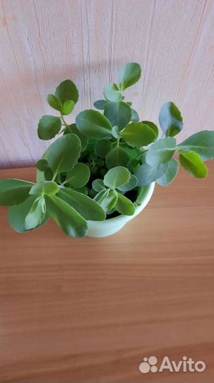 Ростки очитка седум,многолетник