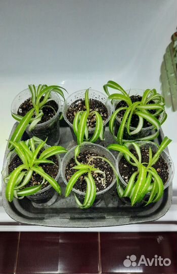 Хлорофитум кудрявый бонни