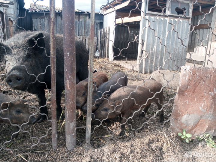 Поросята и хряк