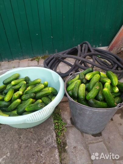 Огурцы домашние грунтовые