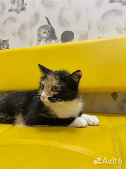 Кошка в дар бесплатно