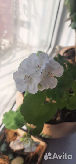 Герань пеларгония белая