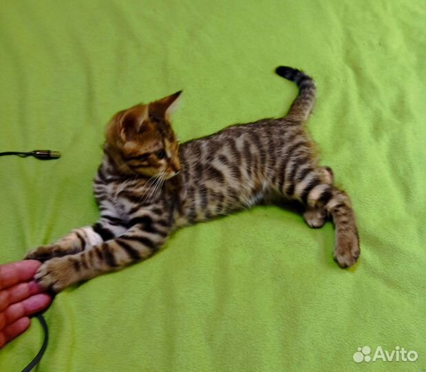 Бенгальские котята