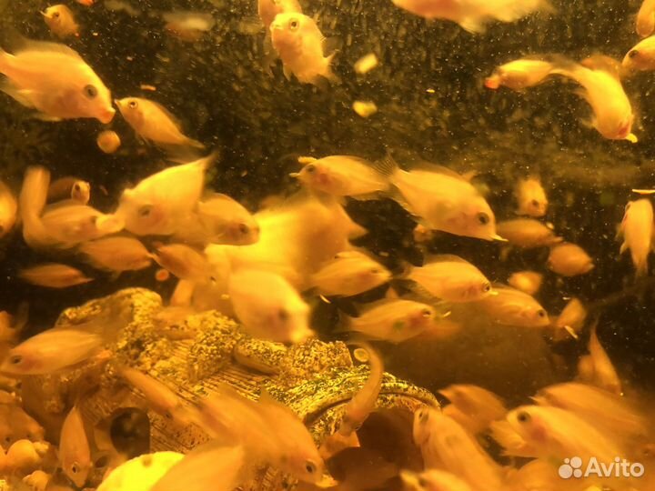 Цихлида фламинго, сапфировый попугайчик