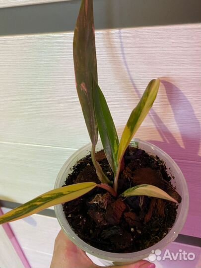 Филодендрон Карамель Марбл