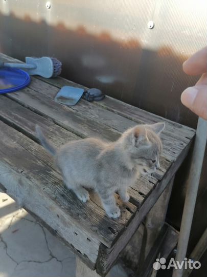 Котята мальчики отдам