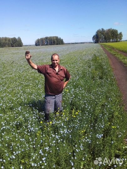 Семена льна