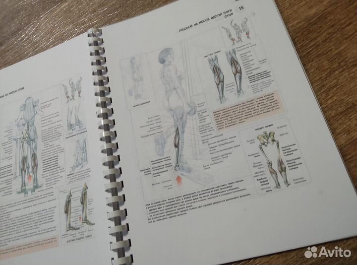 Анатомия силовых упражнений