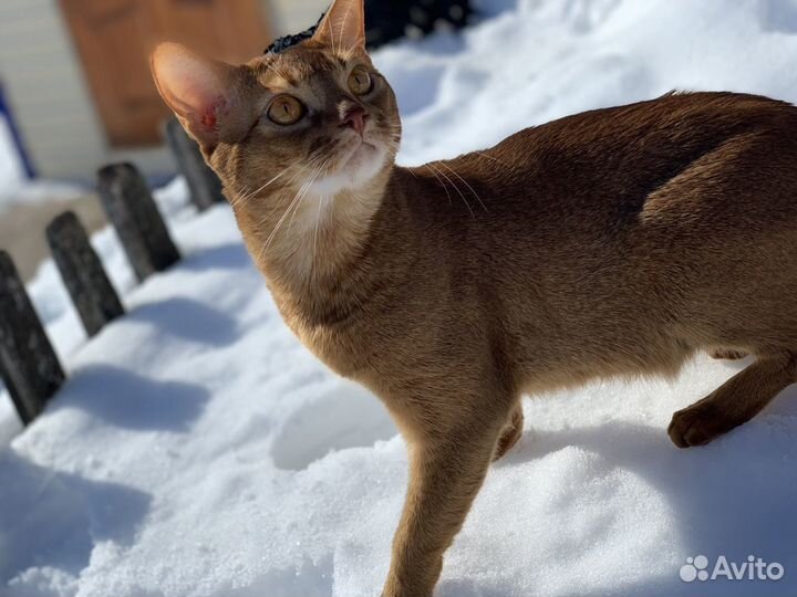 Вязка, абиссинец
