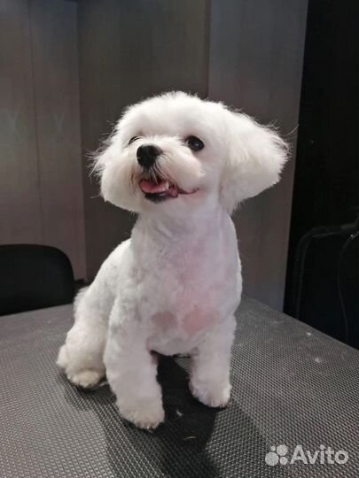 Груминг, модель на стрижку