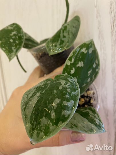 Сциндапсус сильвер энн