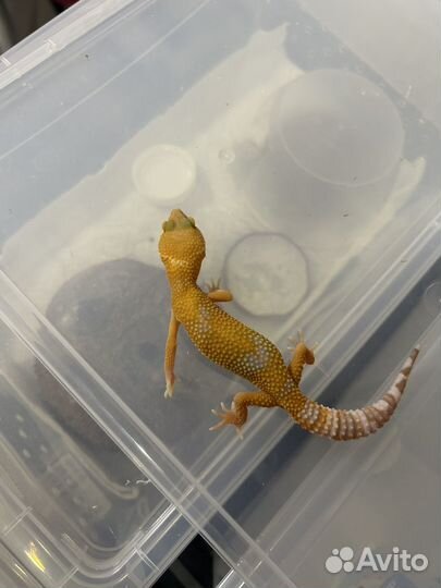 Ящерица эублефар малыши