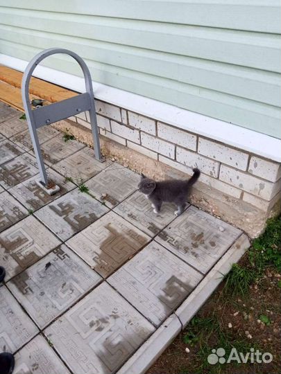 Кошки в добрые руки бесплатно
