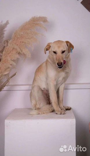 Собака девочка Маша