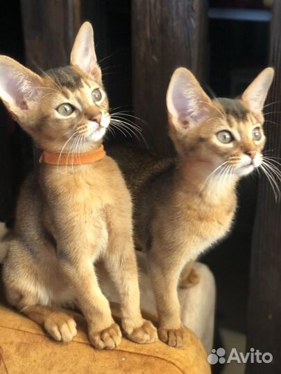 Абиссинские котята