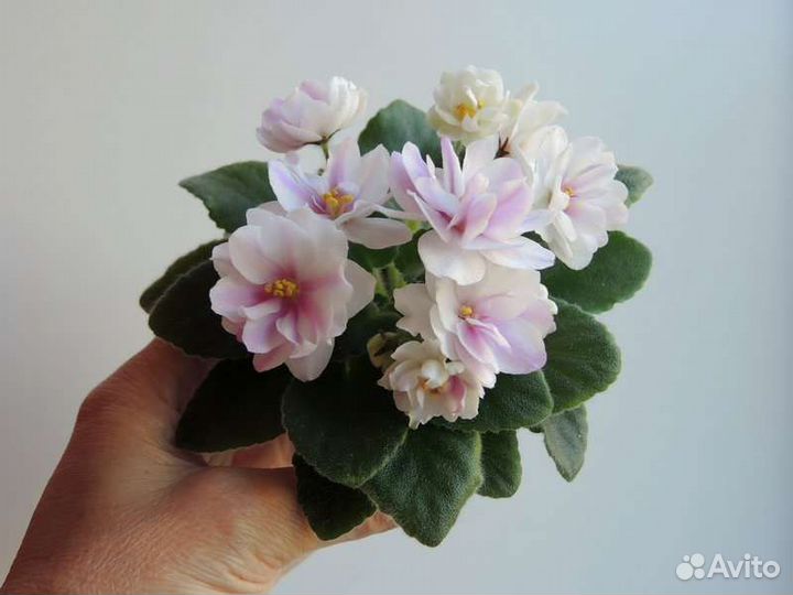 Сортовые фиалки