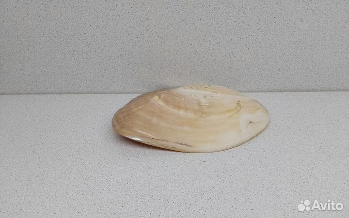 Жемчужница Куминга 15,9 ракушка раковина