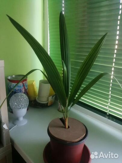 Пальмы Трахикарпус веерная из Сочи (3 года)