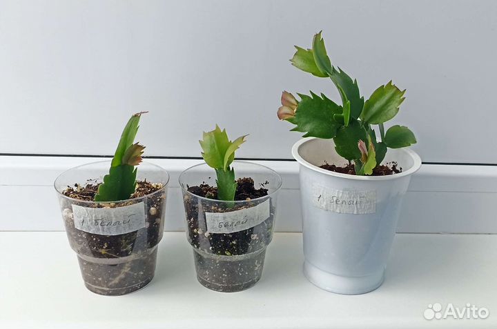 Декабрист белый