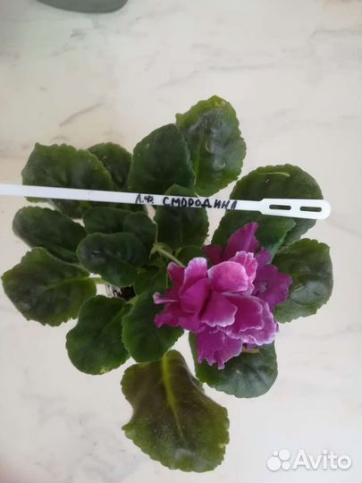 Сортовые фиалки детки и стартеры