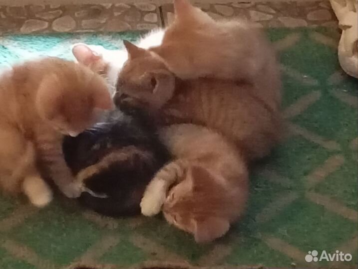 Котята в добрые руки