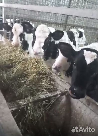 Бычки 3 4месяца