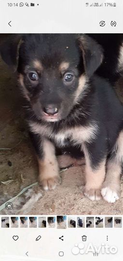 Малыши лапуськи 1.5 мес в поиске родителей