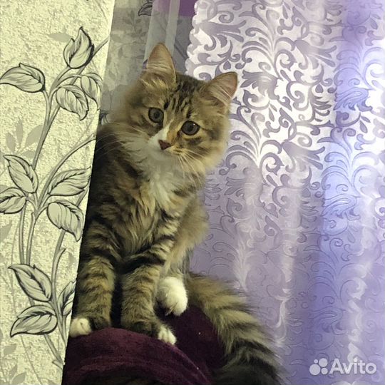 Кошка