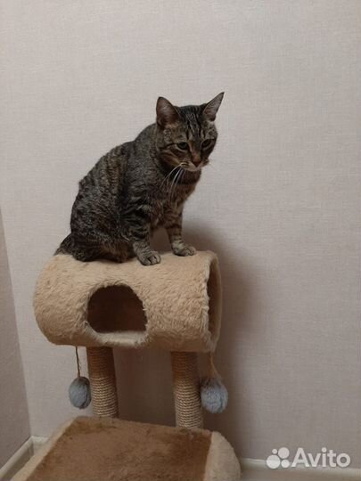 Европейская