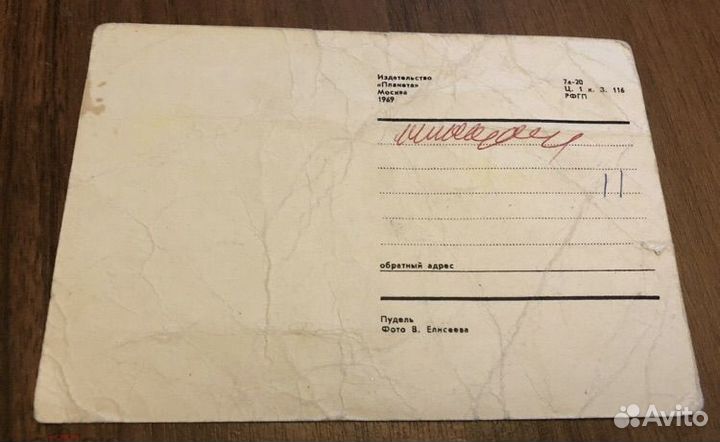 Открытка, Пудель. фото В. Елисеева, 1969