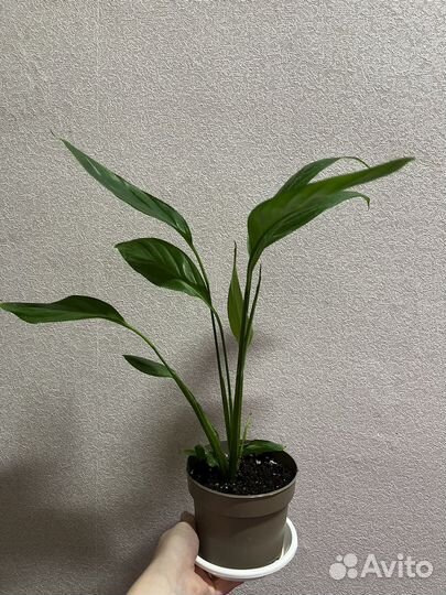 Спатифиллум (Женское счастье)