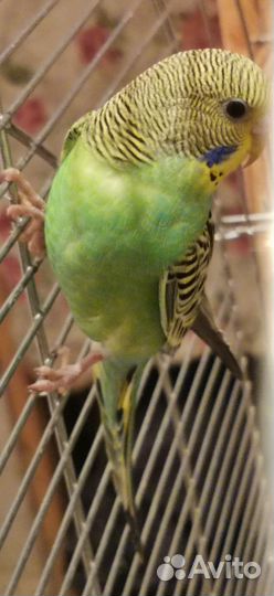 Ручные Птенцы волнистых попугаев