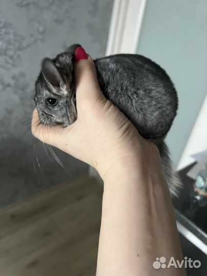 Шиншилла