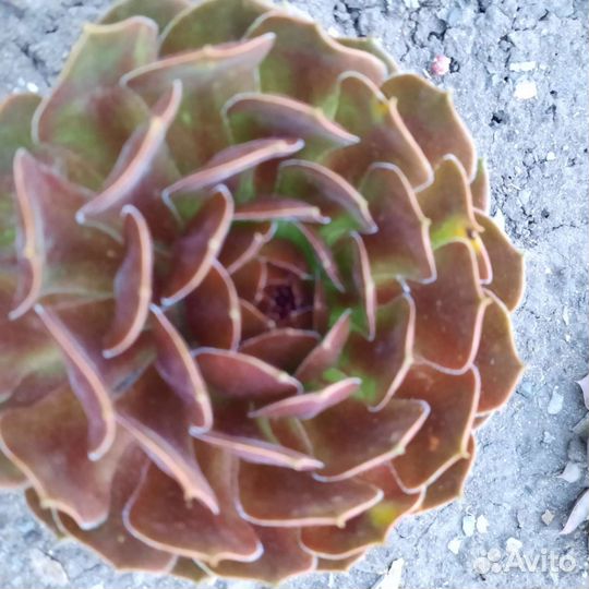 Молодило каменная роза набор