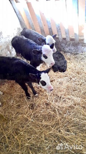 Бычки и телята