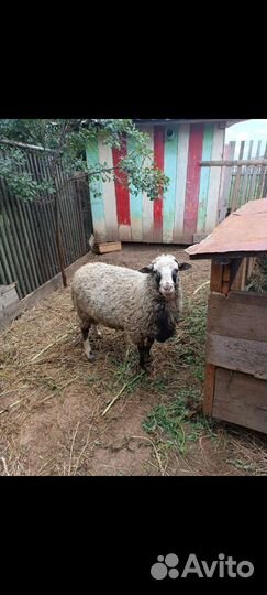 Овца, баран