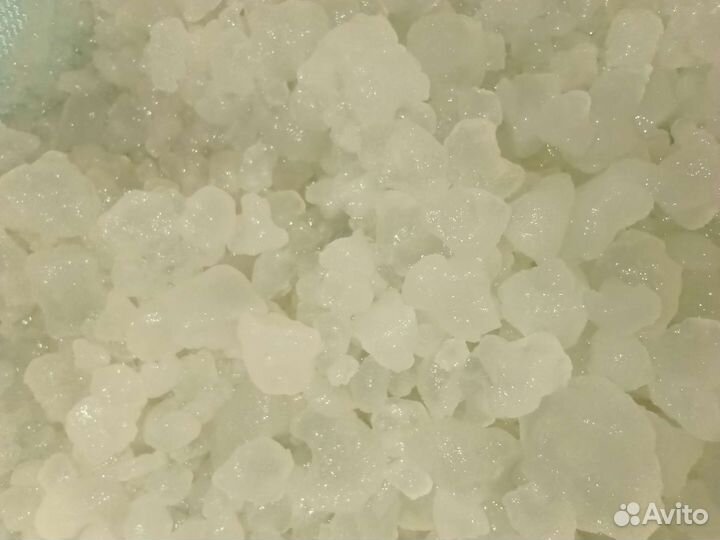 Тибетский молочный гриб, Индийский морской рис