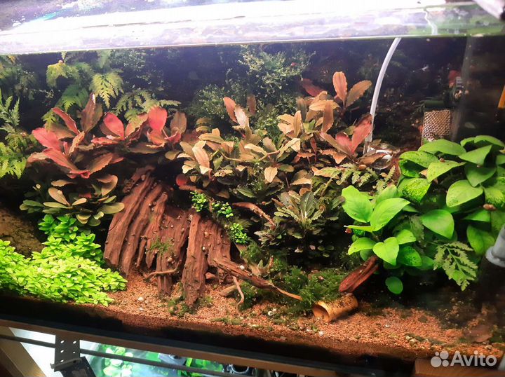 Аквариум 100 л