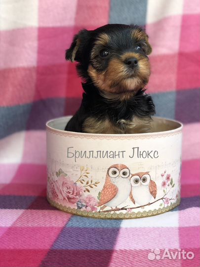 Мальчики йорки