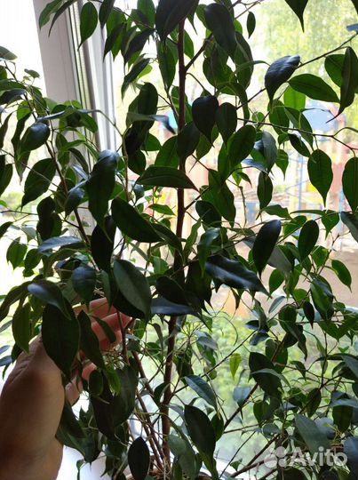 Фикус бенджамина
