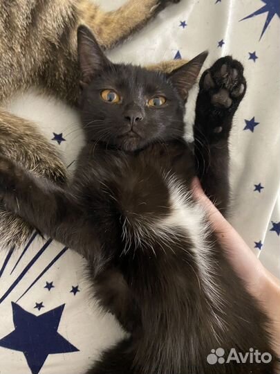 Котенок в добрые руки