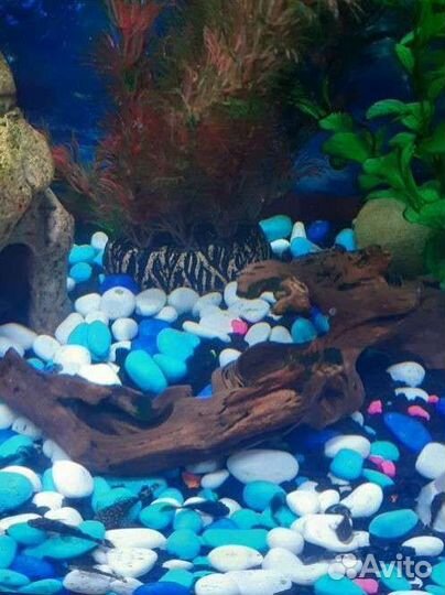 Сомики анциструсы