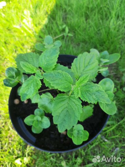 Мята мелисса