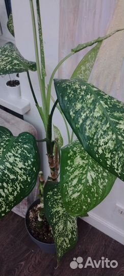 Диффенбахия